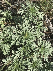 Ambrosia chamissonis