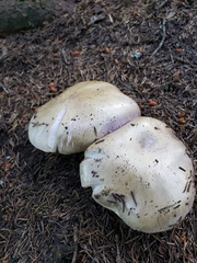 Cortinarius