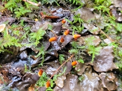 Peltigera polydactylon
