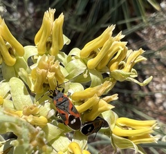 Lygaeus kalmii