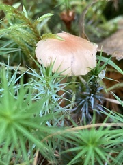 Gloioxanthomyces nitidus