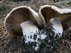 Cortinarius