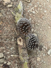 Pinus radiata