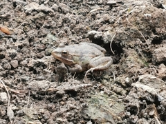 Pelophylax ridibundus