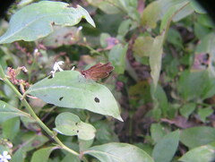 Panoquina ocola