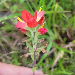 Castilleja indivisa