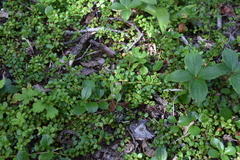 Gaultheria hispidula