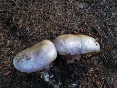 Cortinarius
