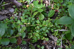 Gaultheria hispidula
