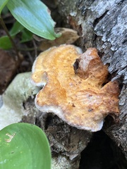 Pycnoporellus fulgens