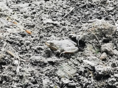 Pelophylax ridibundus