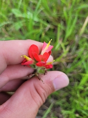 Castilleja indivisa