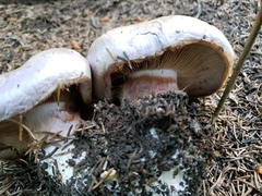 Cortinarius