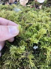 Kindbergia oregana