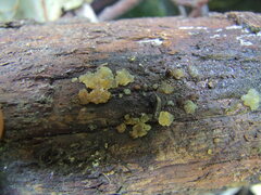 Myxarium nucleatum