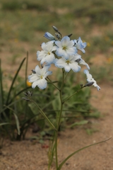 Zephyra elegans