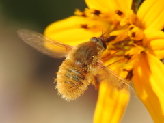 Bombyliini