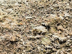 Pelophylax ridibundus