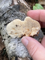 Pycnoporellus fulgens