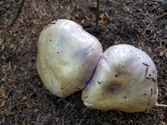 Cortinarius