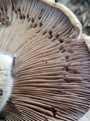 Cortinarius