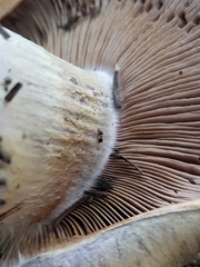 Cortinarius