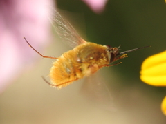 Bombyliini