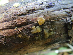 Myxarium nucleatum