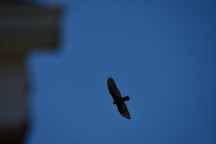 Cathartes aura septentrionalis