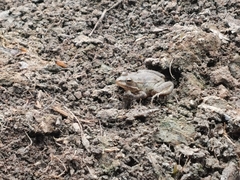 Pelophylax ridibundus