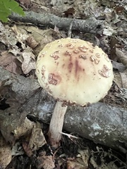 Amanita amerirubescens