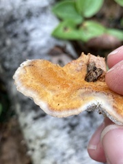 Pycnoporellus fulgens