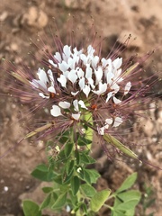 Polanisia dodecandra