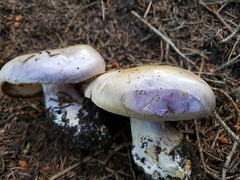 Cortinarius