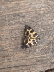 Pantherodes