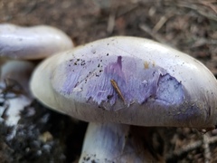 Cortinarius