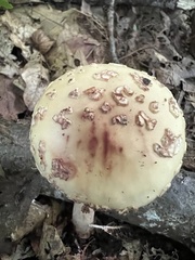 Amanita amerirubescens