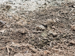 Pelophylax ridibundus