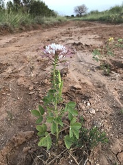 Polanisia dodecandra