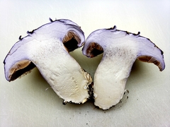 Cortinarius