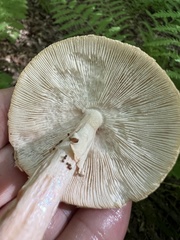 Amanita amerirubescens