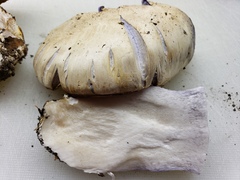 Cortinarius