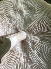 Amanita amerirubescens
