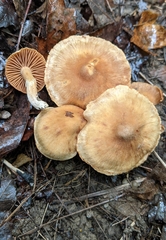 Cortinarius