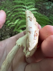 Amanita amerirubescens