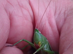 Neoconocephalus retusus
