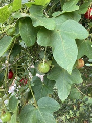 Passiflora ciliata
