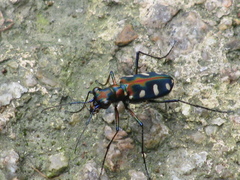 Cosmodela aurulenta juxtata