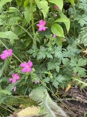 Geranium palustre