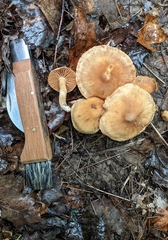 Cortinarius